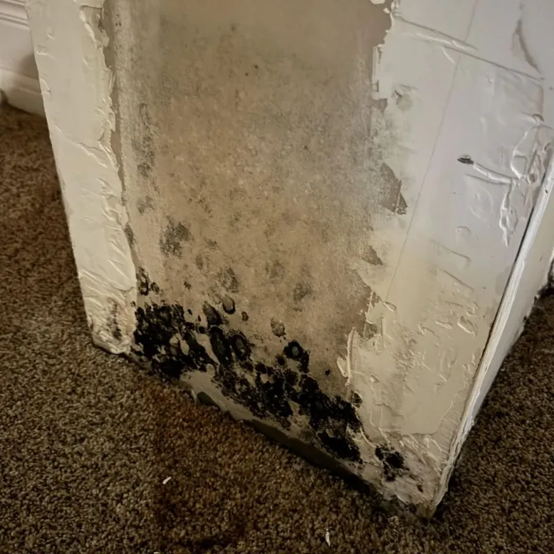Professional Mold Removal in Salem, MO